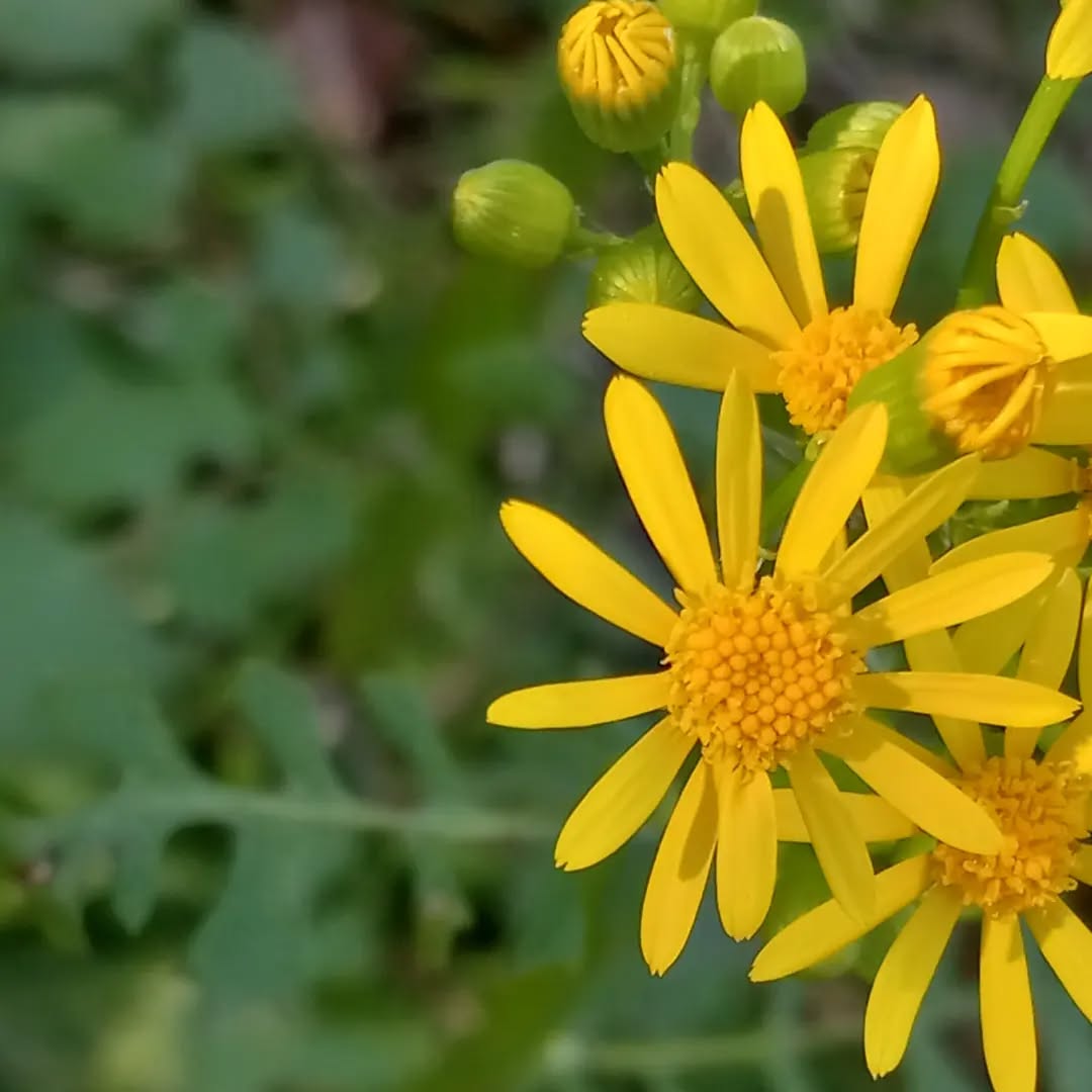 flower_unknown_20220511_1.webp