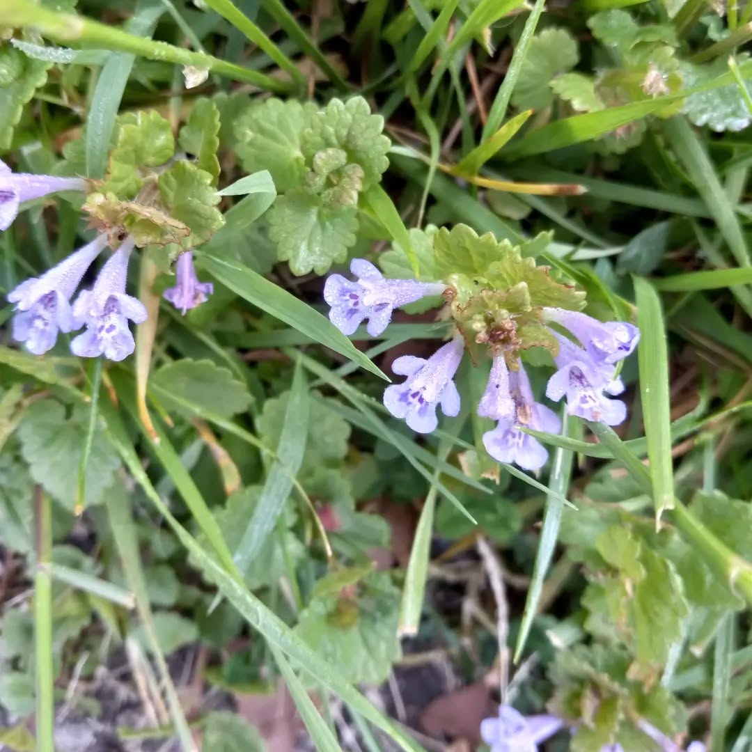flower_unknown_20220511_2.webp
