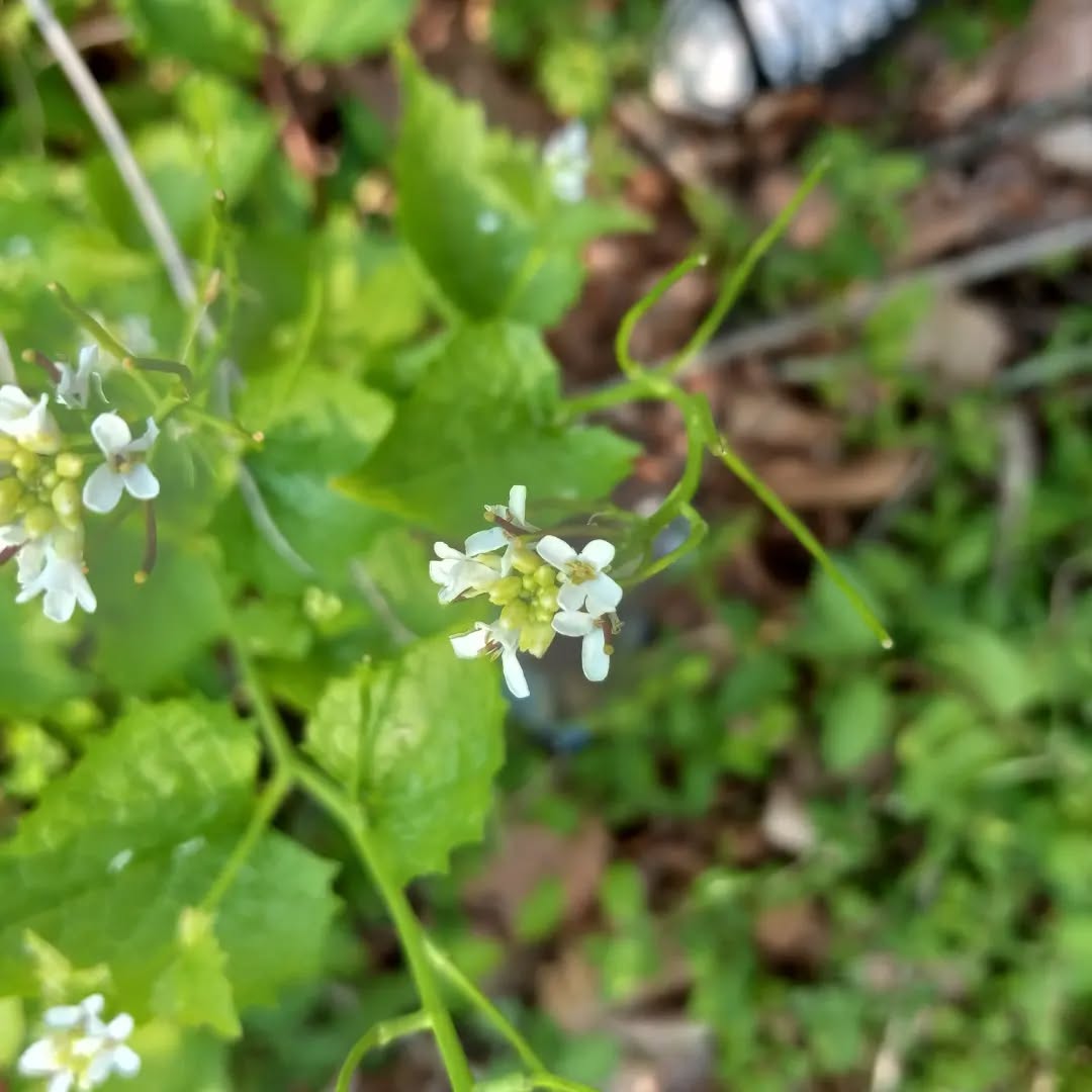 flower_unknown_20220511_3.webp