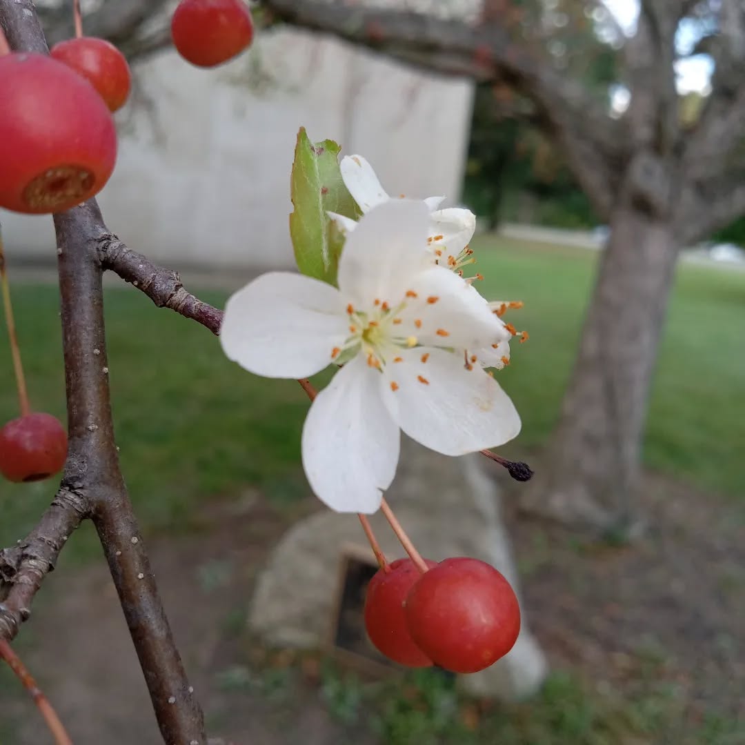 Tree Flower