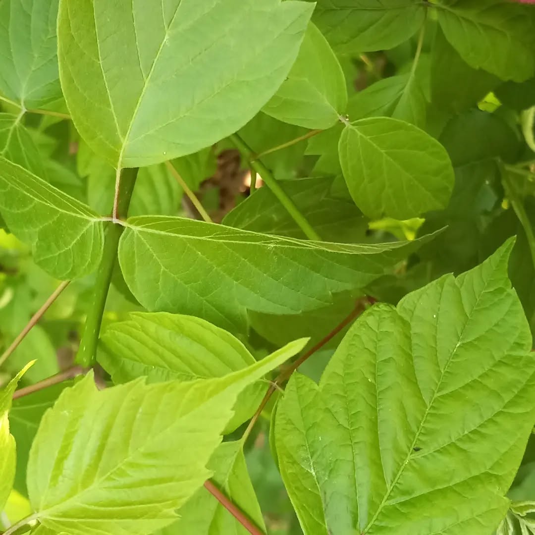 leaf_unknown_20220511.webp