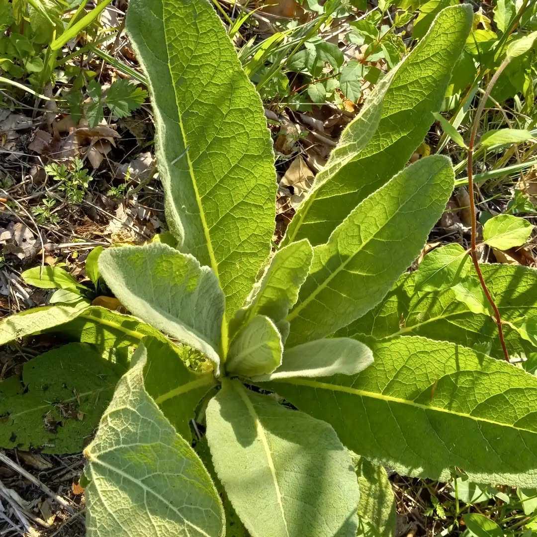 plant_unknown_20220511_1.webp