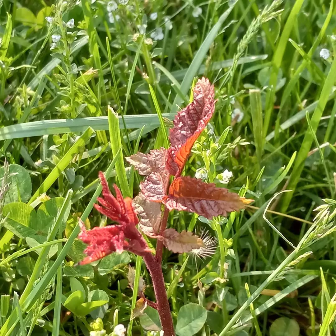 plant_unknown_20220511_2.webp